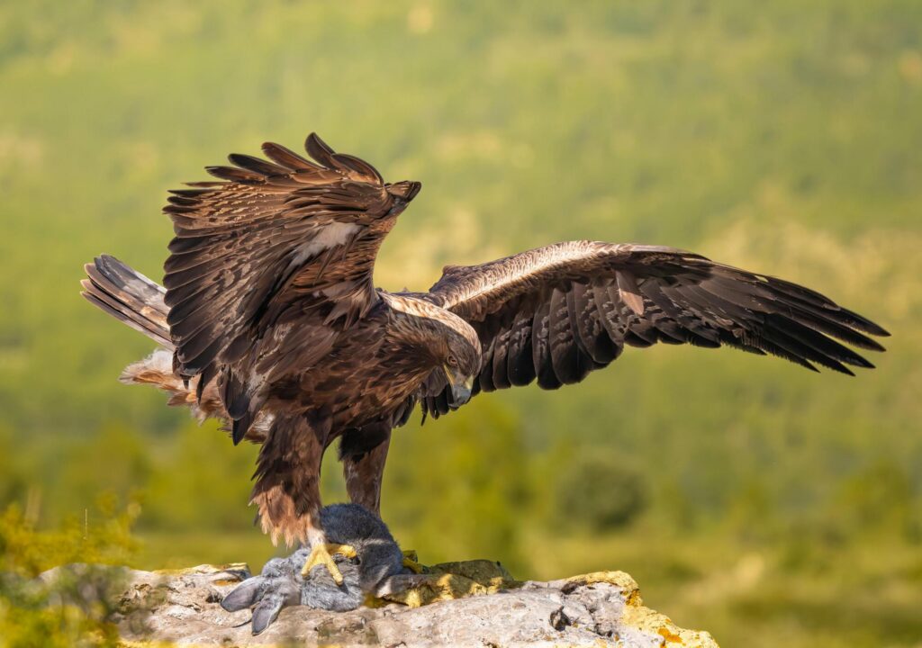 Aigle royal